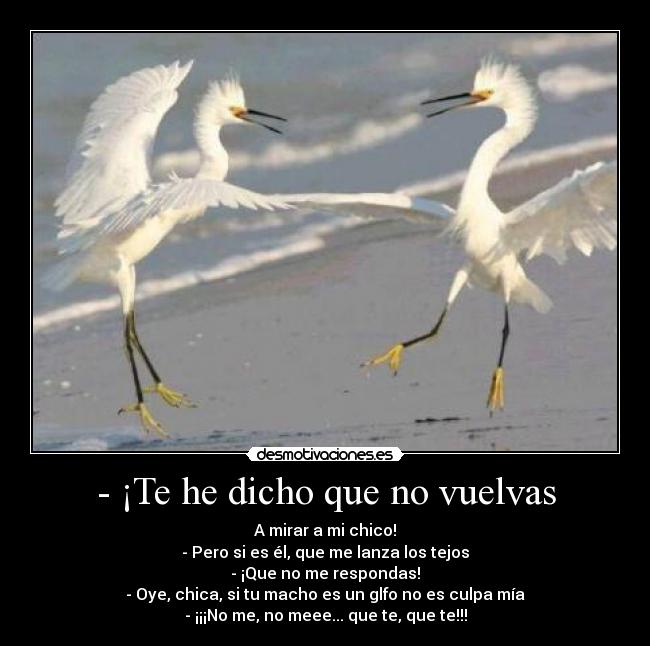 - ¡Te he dicho que no vuelvas - A mirar a mi chico!
- Pero si es él, que me lanza los tejos
- ¡Que no me respondas!
- Oye, chica, si tu macho es un glfo no es culpa mía
- ¡¡¡No me, no meee... que te, que te!!!