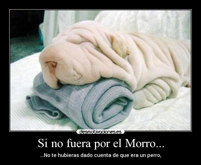 Si no fuera por el Morro... - ...No te hubieras dado cuenta de que era un perro,