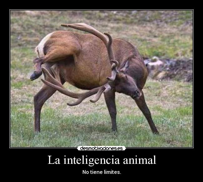 La inteligencia animal - No tiene limites.