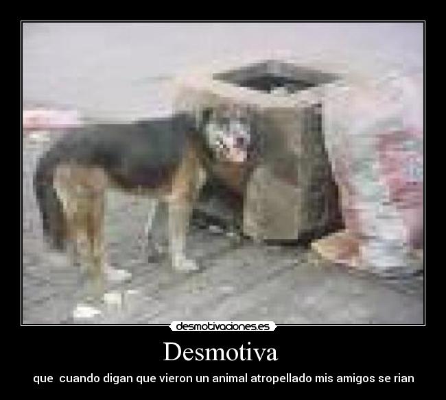 Desmotiva  - que  cuando digan que vieron un animal atropellado mis amigos se rian