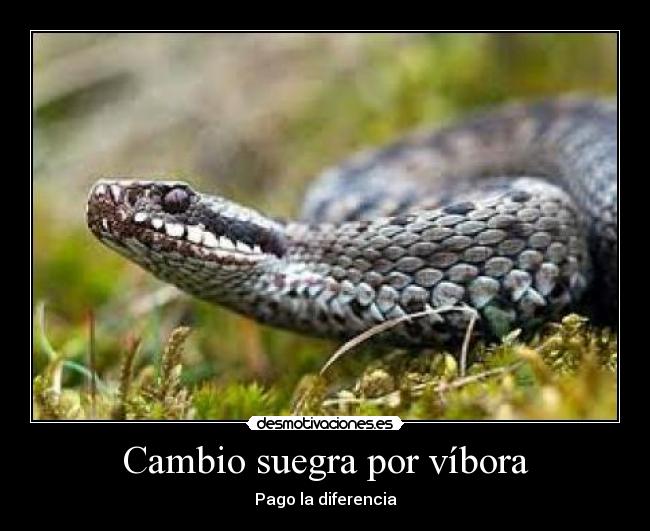 Cambio suegra por víbora -