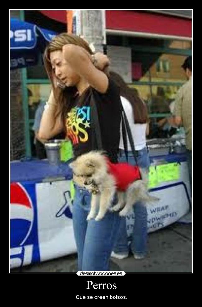 Perros - Que se creen bolsos.