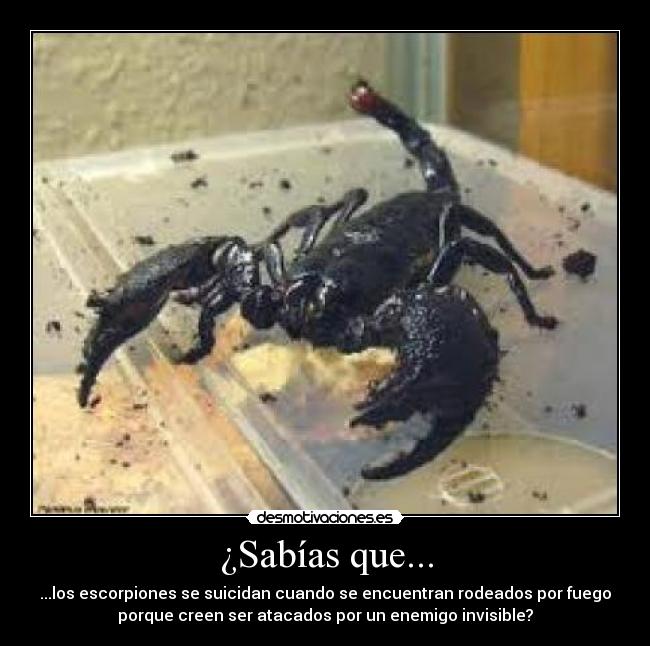 carteles escorpion suicidio desmotivaciones