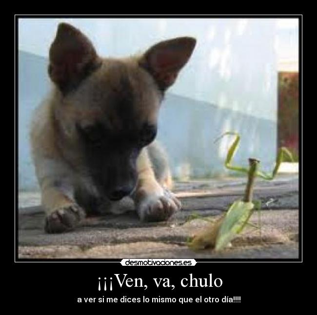 ¡¡¡Ven, va, chulo - 