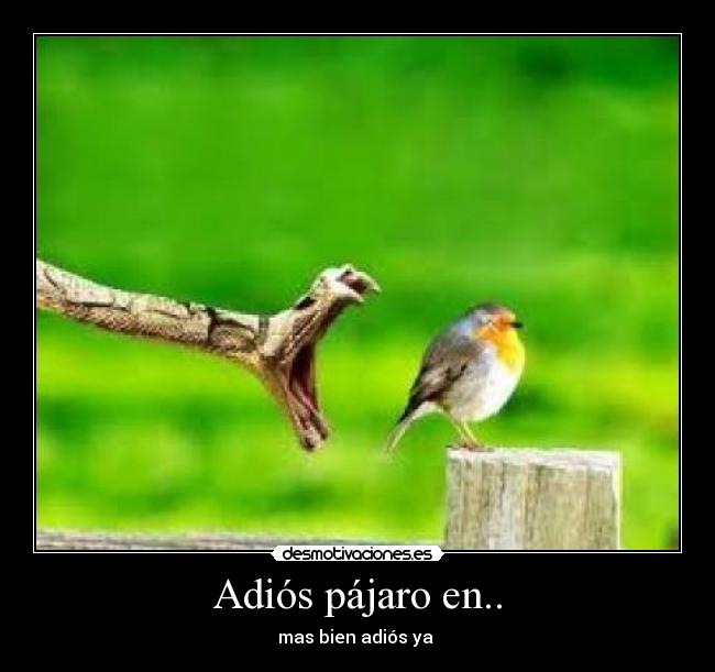 Adiós pájaro en.. - mas bien adiós ya 