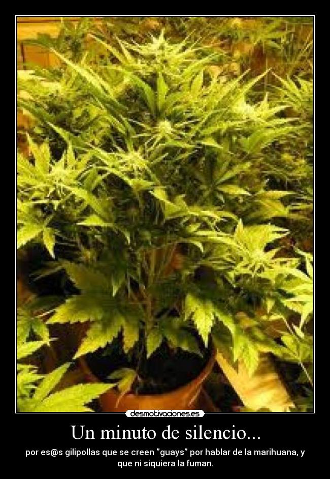 Un minuto de silencio... - por es@s gilipollas que se creen guays por hablar de la marihuana, y
que ni siquiera la fuman.