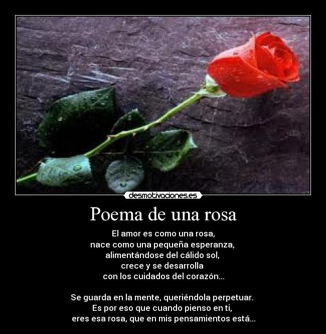 Poema de una rosa - El amor es como una rosa,
nace como una pequeña esperanza, 
alimentándose del cálido sol, 
crece y se desarrolla 
con los cuidados del corazón...

Se guarda en la mente, queriéndola perpetuar. 
Es por eso que cuando pienso en ti, 
eres esa rosa, que en mis pensamientos está...