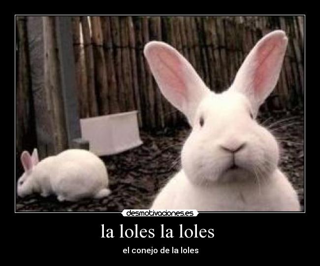 la loles la loles  - 