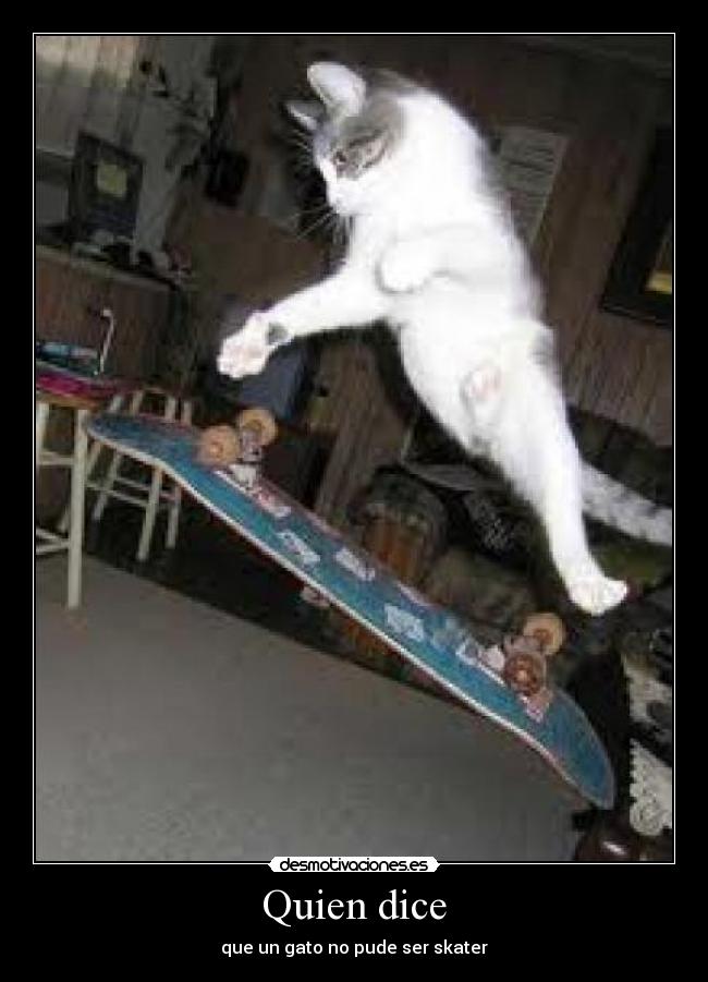 Quien dice - que un gato no pude ser skater