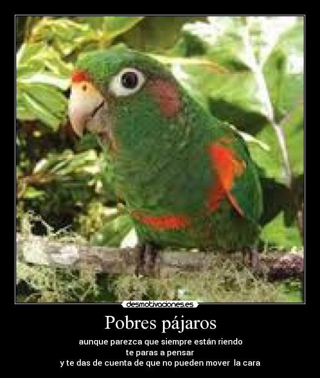 Pobres pájaros - aunque parezca que siempre están riendo
te paras a pensar
y te das de cuenta de que no pueden mover la cara