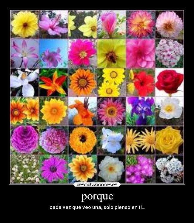porque - cada vez que veo una, solo pienso en ti...