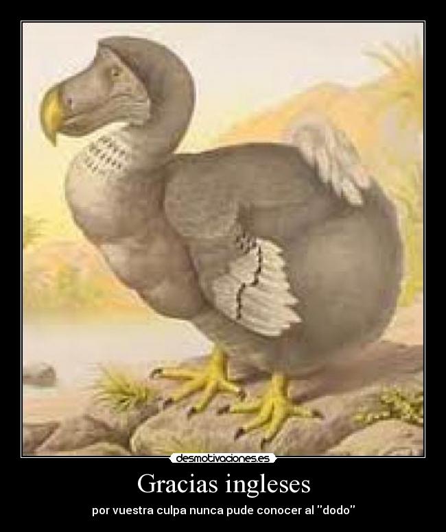 Gracias ingleses -