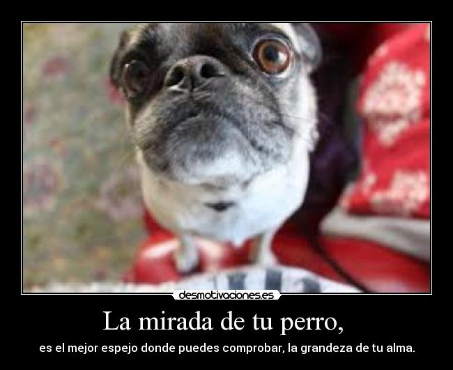 La mirada de tu perro, - es el mejor espejo donde puedes comprobar, la grandeza de tu alma.