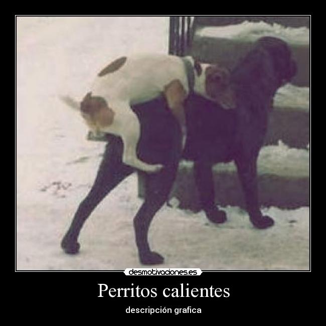 Perritos calientes - descripción grafica