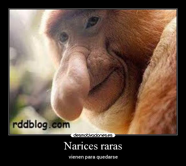 Narices raras - vienen para quedarse