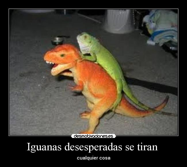 Iguanas desesperadas se tiran - cualquier cosa