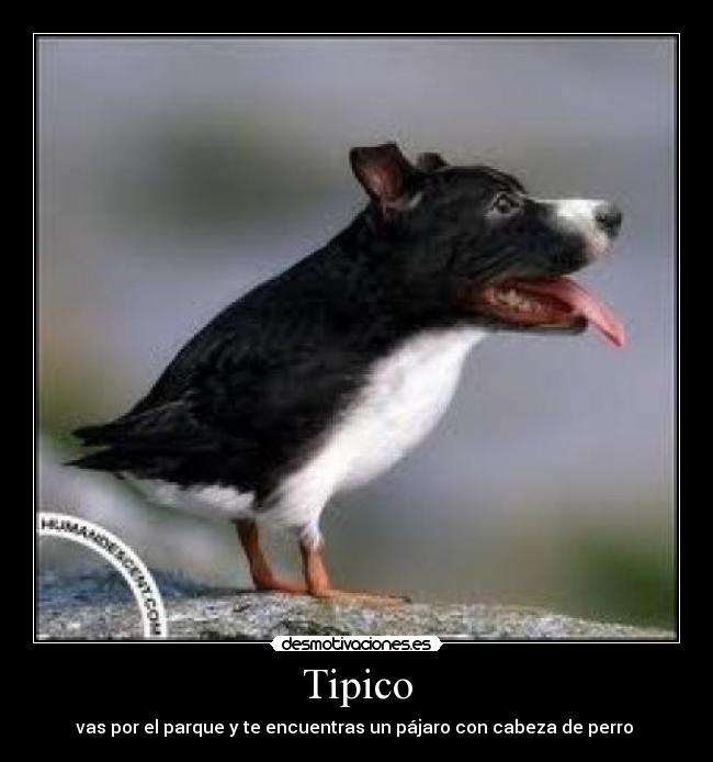 Tipico - 