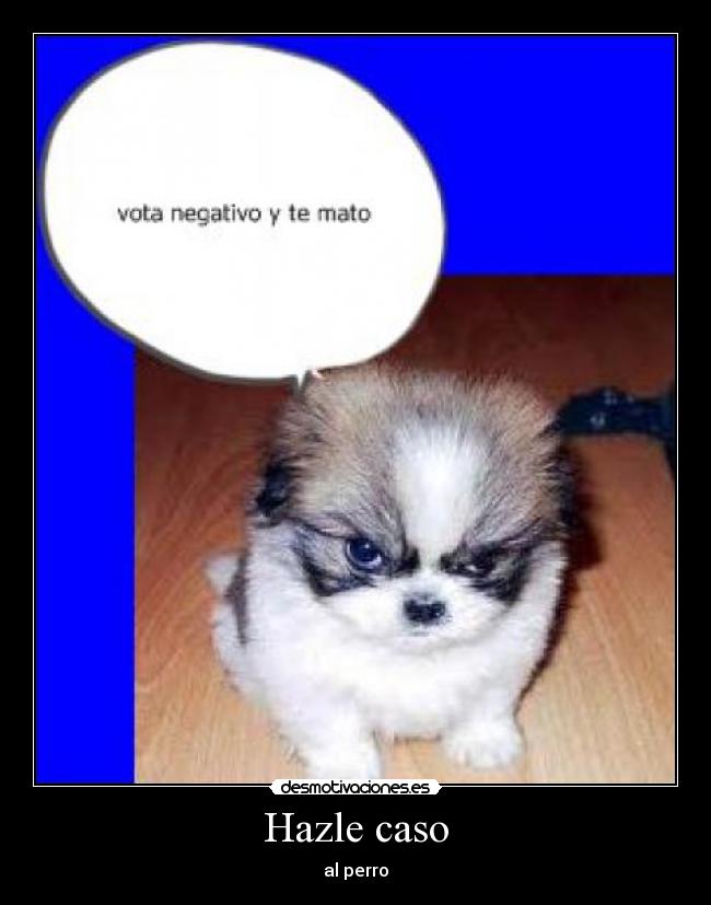 Hazle caso - al perro