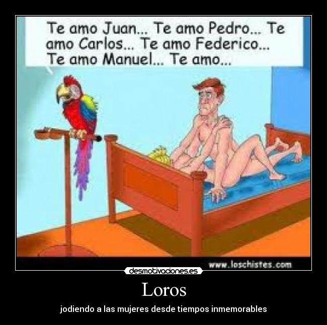Loros - 
