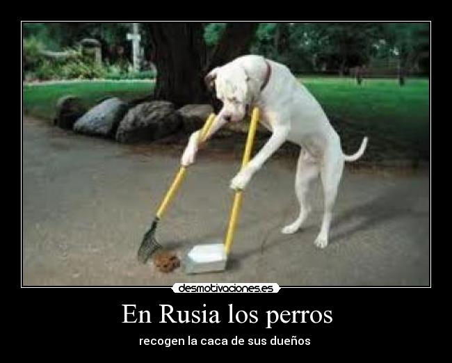 En Rusia los perros - recogen la caca de sus dueños 