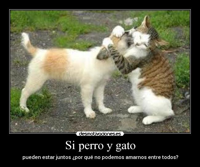 Si perro y gato - 