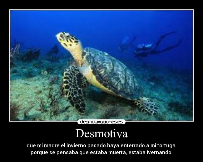 Desmotiva - que mi madre el invierno pasado haya enterrado a mi tortuga
porque se pensaba que estaba muerta, estaba ivernando