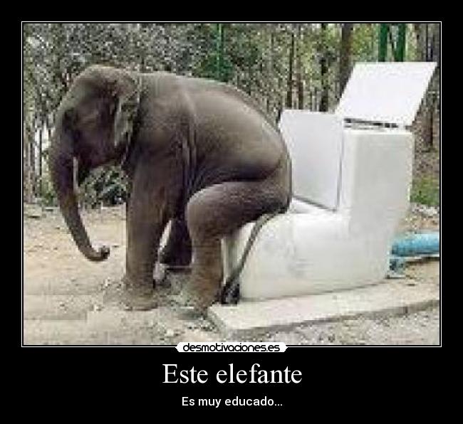 Este elefante - Es muy educado...