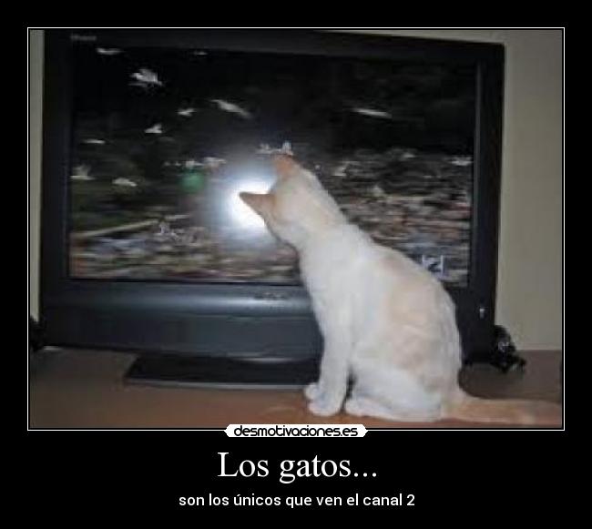 Los gatos... - son los únicos que ven el canal 2