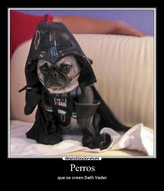 Perros - que se creen Dath Vader
