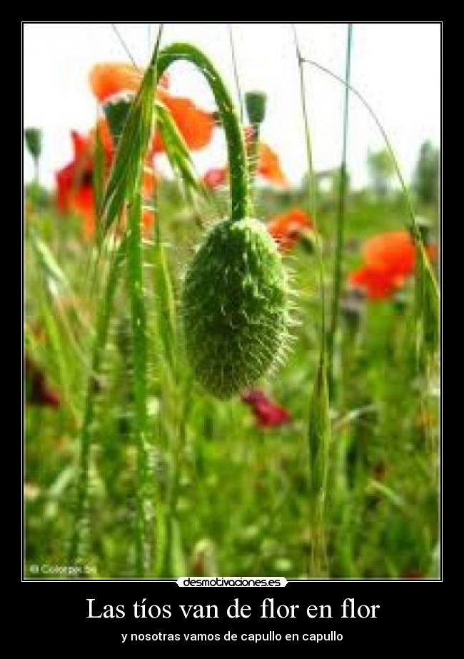 Las tíos van de flor en flor - 