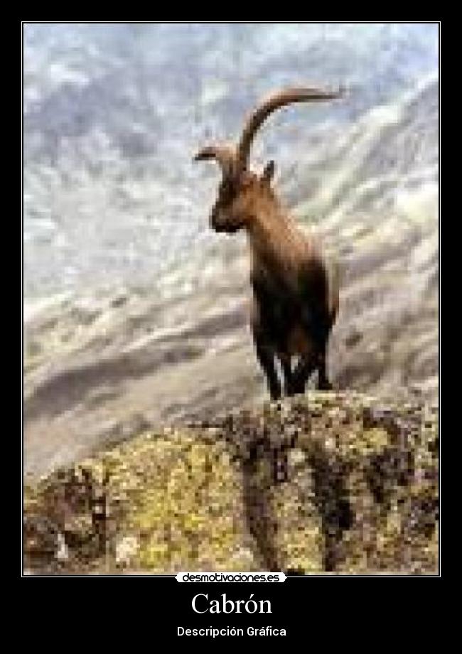 Cabrón -