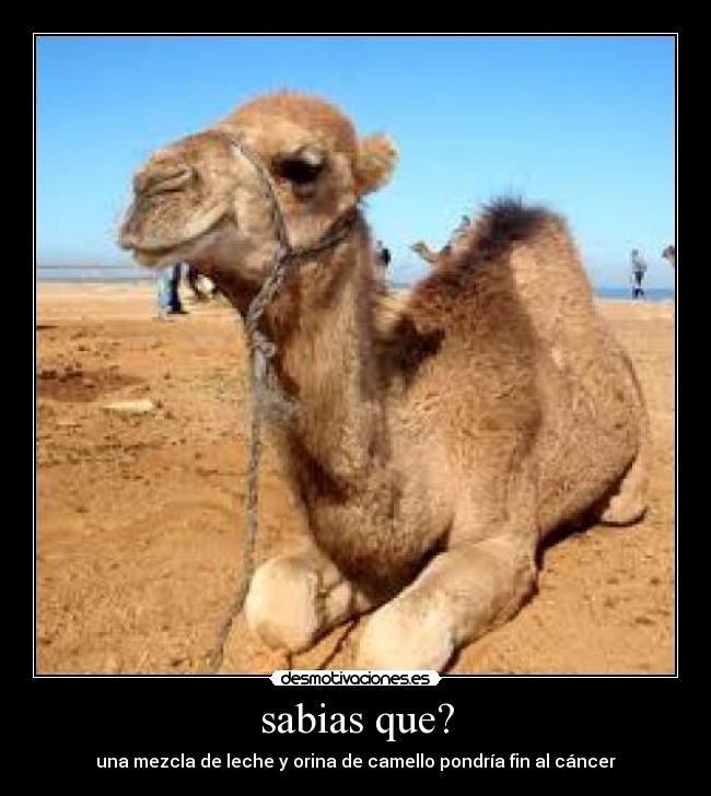 sabias que? - 