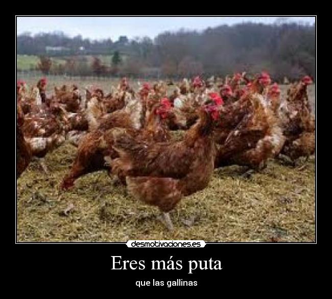 Eres más puta - que las gallinas