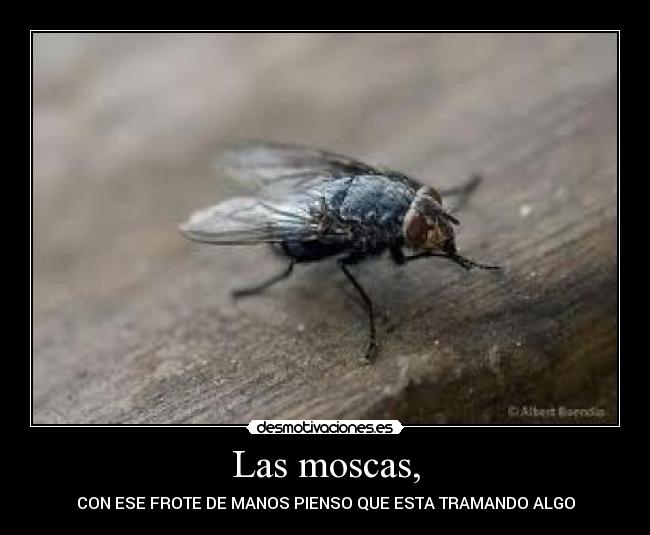 Las moscas, -