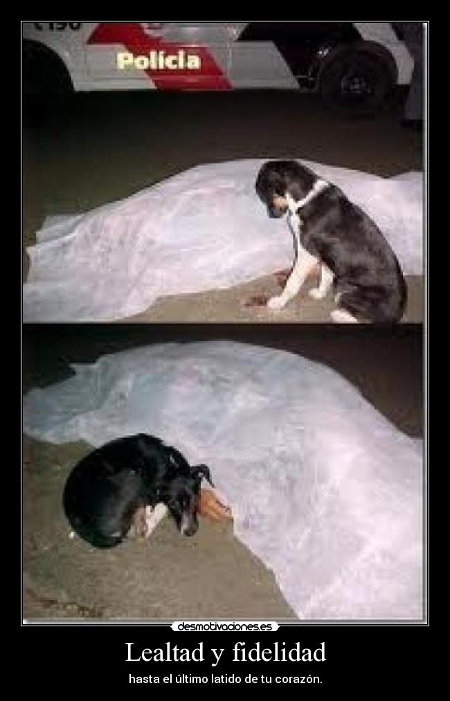 Lealtad y fidelidad -