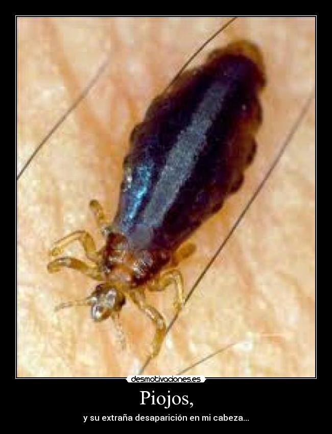Piojos, -