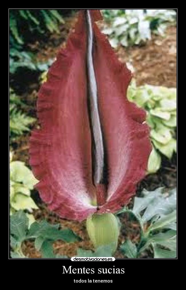 Mentes sucias - todos la tenemos