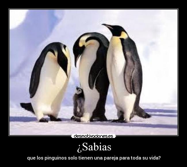 ¿Sabias -