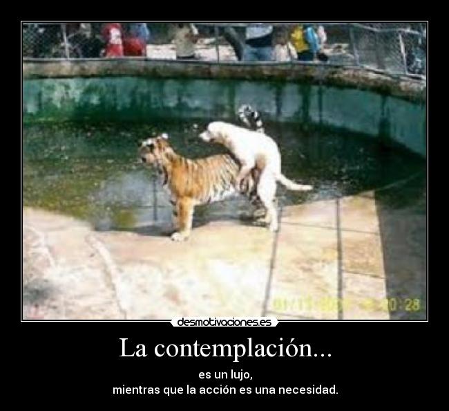 La contemplación... -
