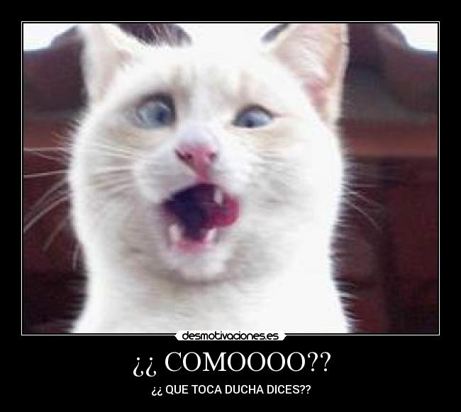 ¿¿ COMOOOO?? - ¿¿ QUE TOCA DUCHA DICES??