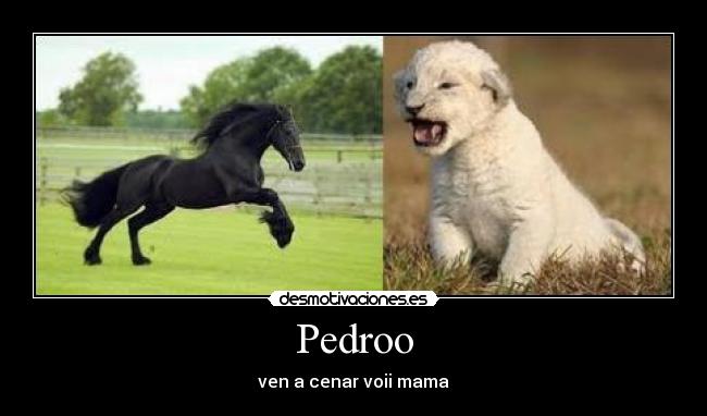 Pedroo - 