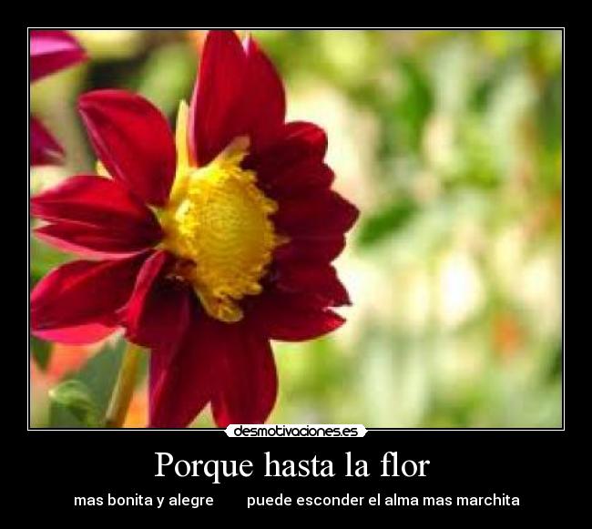 carteles flor desmotivaciones
