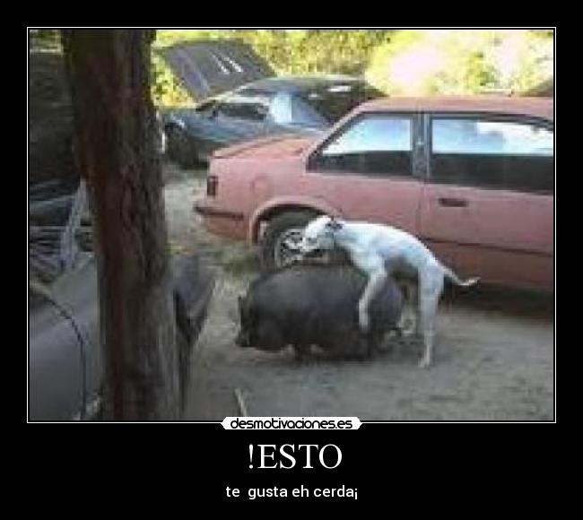 !ESTO - te  gusta eh cerda¡