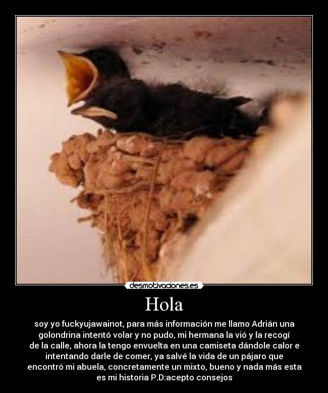Hola - soy yo fuckyujawainot, para más información me llamo Adrián una
golondrina intentó volar y no pudo, mi hermana la vió y la recogí
de la calle, ahora la tengo envuelta en una camiseta dándole calor e
intentando darle de comer, ya salvé la vida de un pájaro que
encontró mi abuela, concretamente un mixto, bueno y nada más esta
es mi historia P.D:acepto consejos