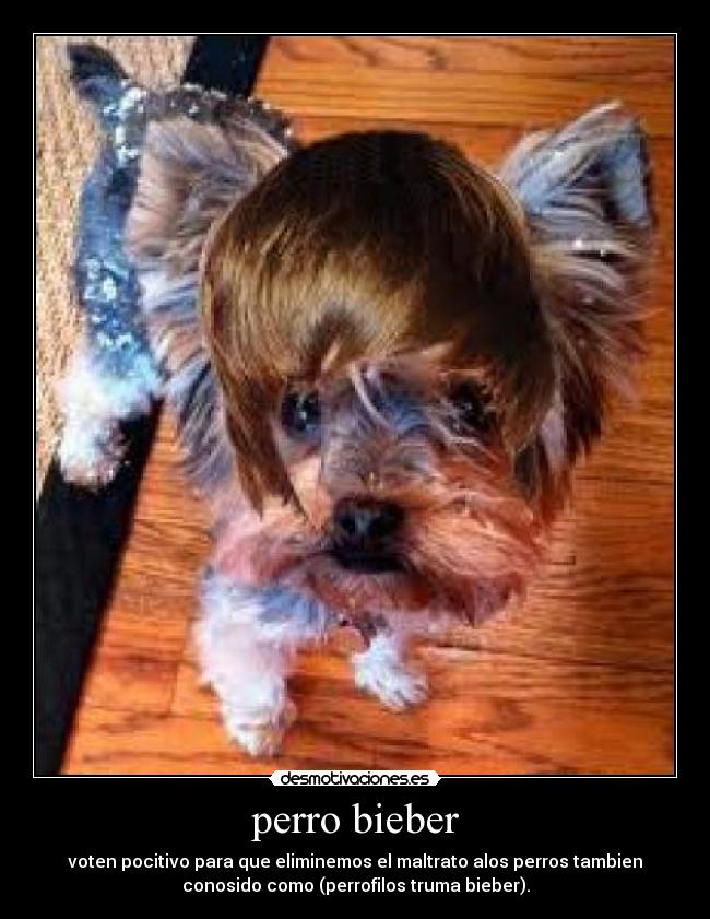 perro bieber - 