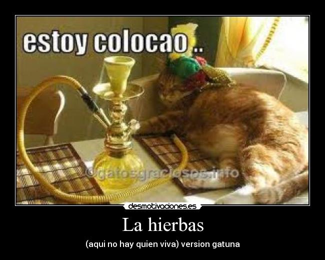 La hierbas - (aqui no hay quien viva) version gatuna