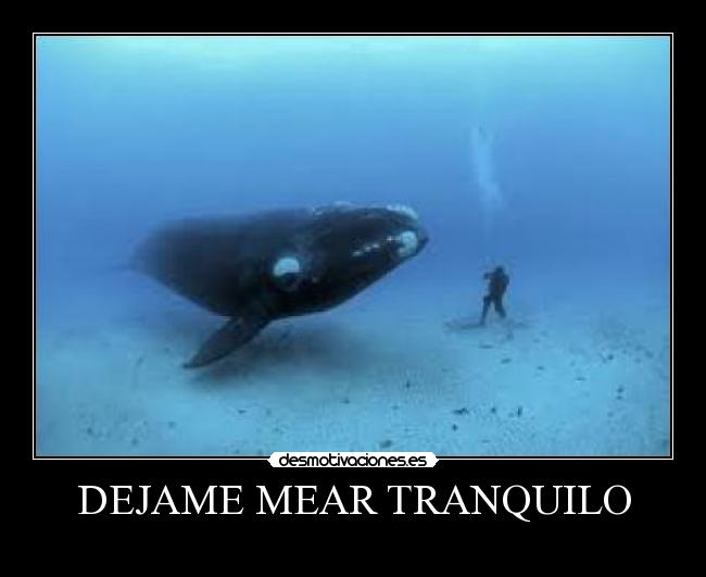 DEJAME MEAR TRANQUILO -