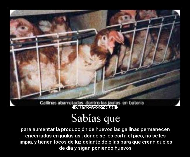 carteles sabias que desmotivaciones