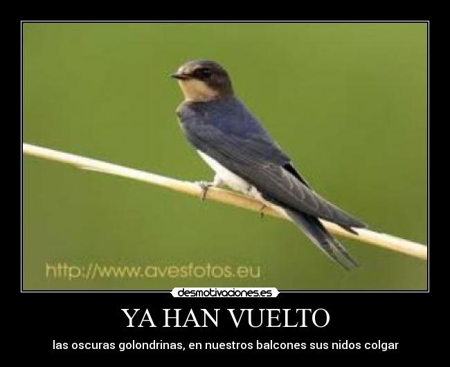 YA HAN VUELTO - las oscuras golondrinas, en nuestros balcones sus nidos colgar