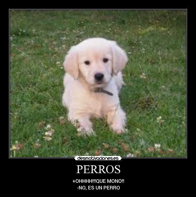 PERROS -